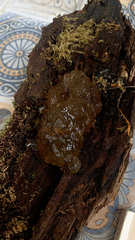Myxarium nucleatum