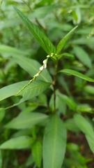 Persicaria mitis