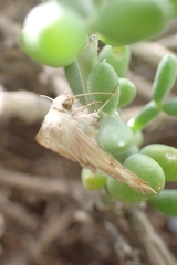 Heliothis peltigera