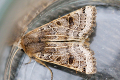 Agrochola lunosa