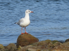 Chroicocephalus ridibundus