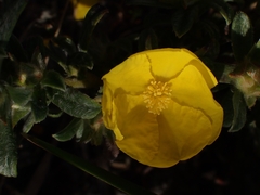 Hibbertia obtusifolia