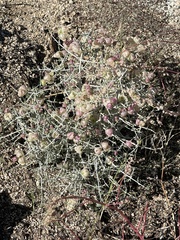 Scutellaria mexicana