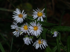 Symphyotrichum firmum