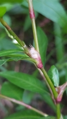 Persicaria mitis