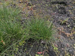 Eleocharis palustris