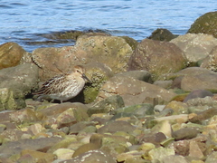 Calidris alpina