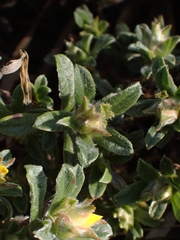 Hibbertia obtusifolia