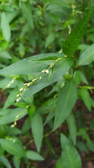 Persicaria mitis