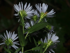 Symphyotrichum firmum