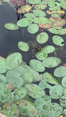 Lithobates septentrionalis
