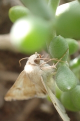 Heliothis peltigera
