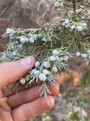Juniperus scopulorum