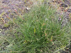 Eleocharis palustris