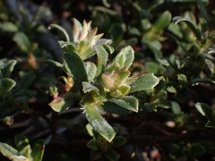 Hibbertia obtusifolia
