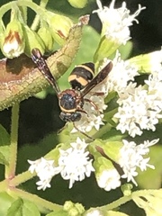 Epeolus bifasciatus