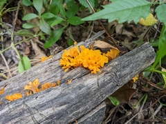 Dacrymyces spathularia