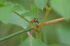 Tritoxa incurva