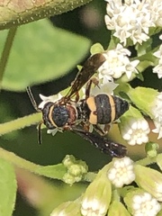 Epeolus bifasciatus