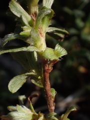 Hibbertia obtusifolia