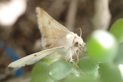 Heliothis peltigera