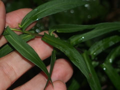 Symphyotrichum firmum