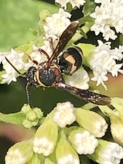 Epeolus bifasciatus