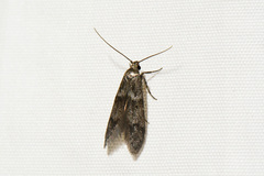 Blastobasidae