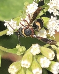 Epeolus bifasciatus