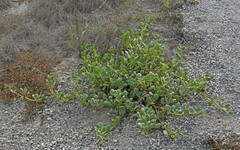 Abronia maritima