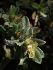 Hibbertia obtusifolia