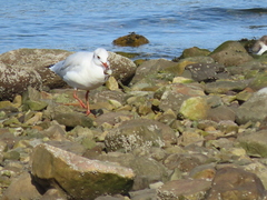 Chroicocephalus ridibundus