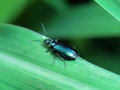 Lebia viridis