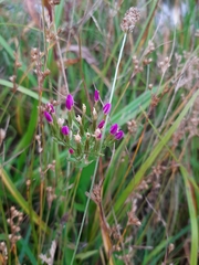 Centaurium erythraea
