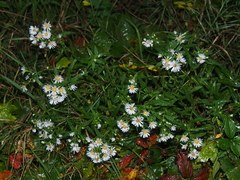 Symphyotrichum firmum
