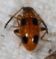 Cornulactica varicornis