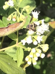 Epeolus bifasciatus
