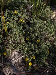 Hibbertia obtusifolia
