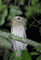 Batrachostomus auritus