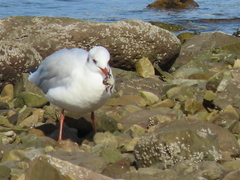 Chroicocephalus ridibundus