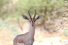 Gazella dorcas