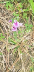 Lespedeza procumbens