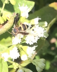 Epeolus bifasciatus