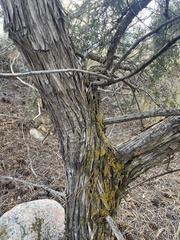 Juniperus scopulorum