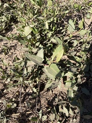 Muehlenbeckia sagittifolia