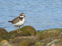 Charadrius hiaticula