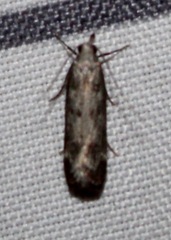 Dichomeris inversella