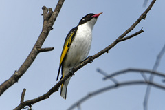 Grantiella picta