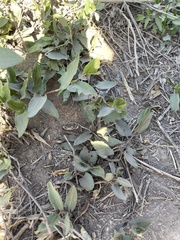 Muehlenbeckia sagittifolia