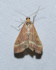 Pyraustinae